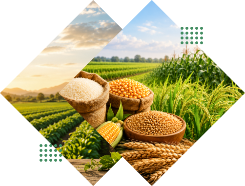 Vista Seeds - premium seed varieties