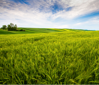 Green wheat field