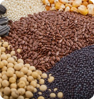 Oilseed Seeds